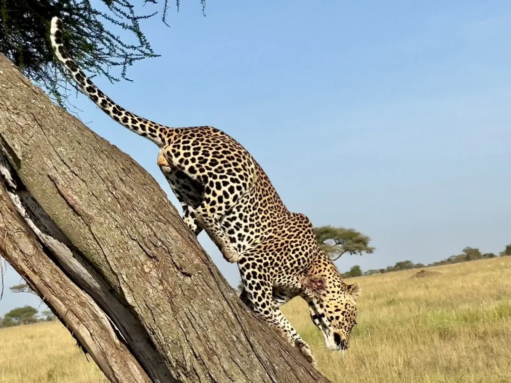 10-Day Honeymoon Luxury Safari + Zanzibar Beach