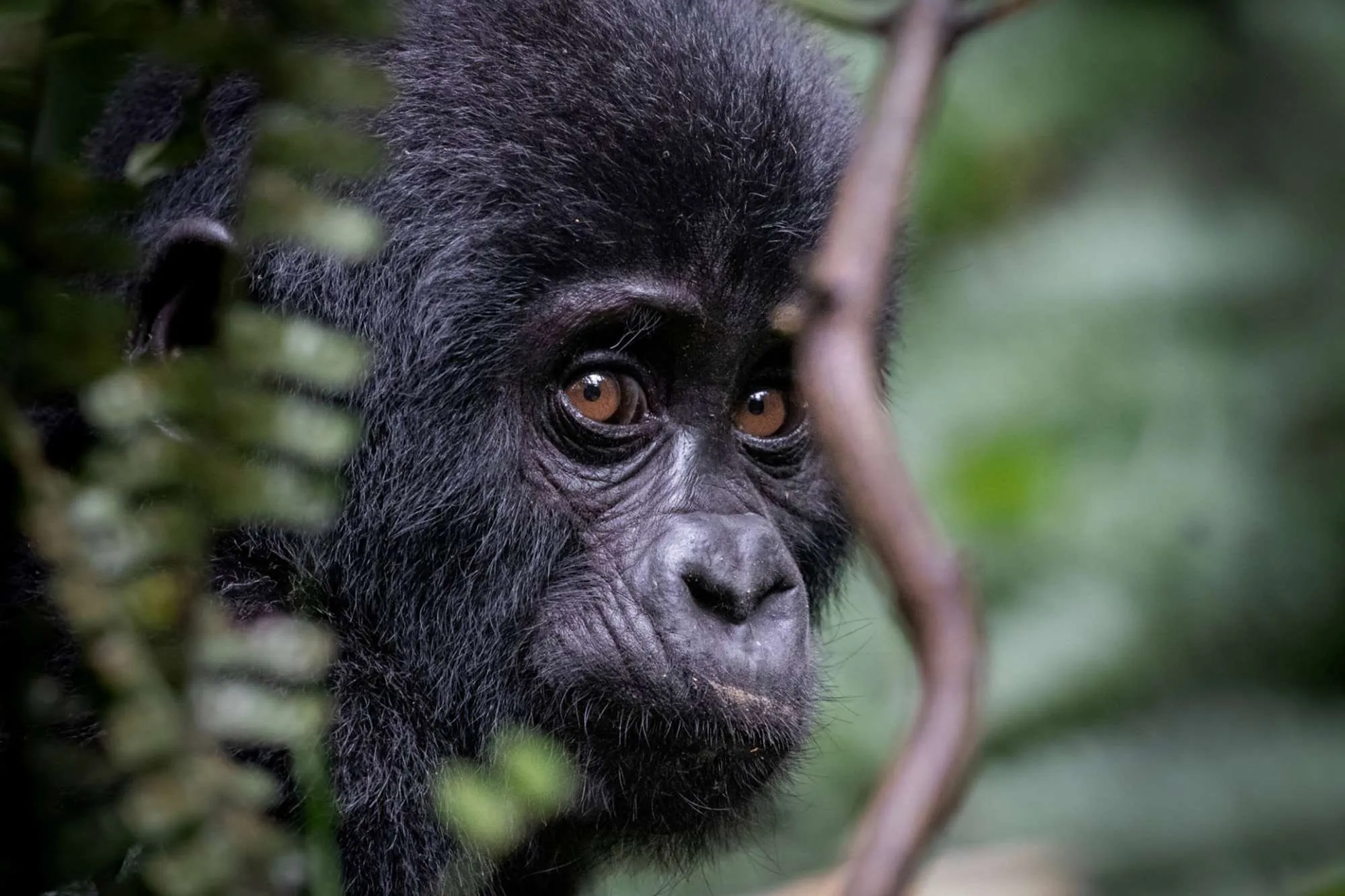Close-up of a mountain gorilla in the forests of Volcanoes National Park, Rwanda.