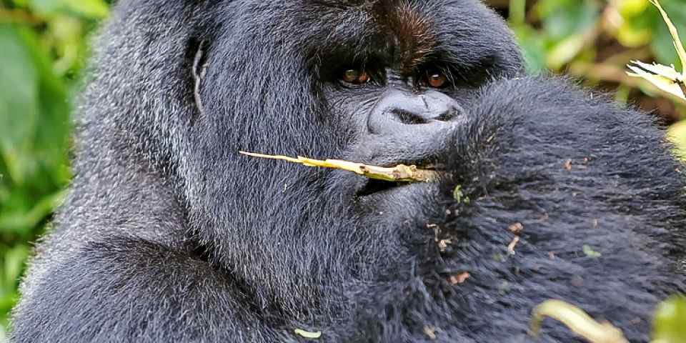 Mountain gorilla resting in the rainforest of Rwanda.