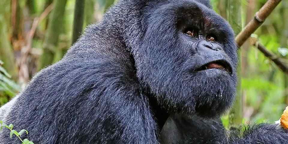 Mountain gorilla feeding on roots in the forests of Volcanoes National Park, Rwanda.