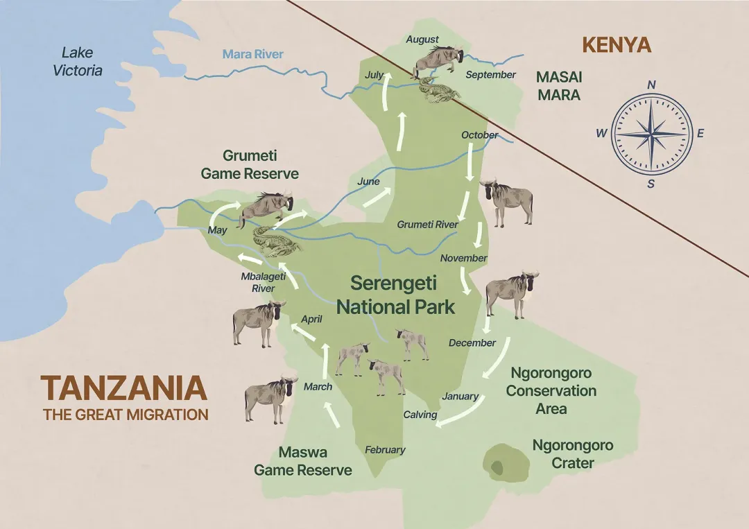 Lion resting in the Serengeti, near the wildebeest migration route