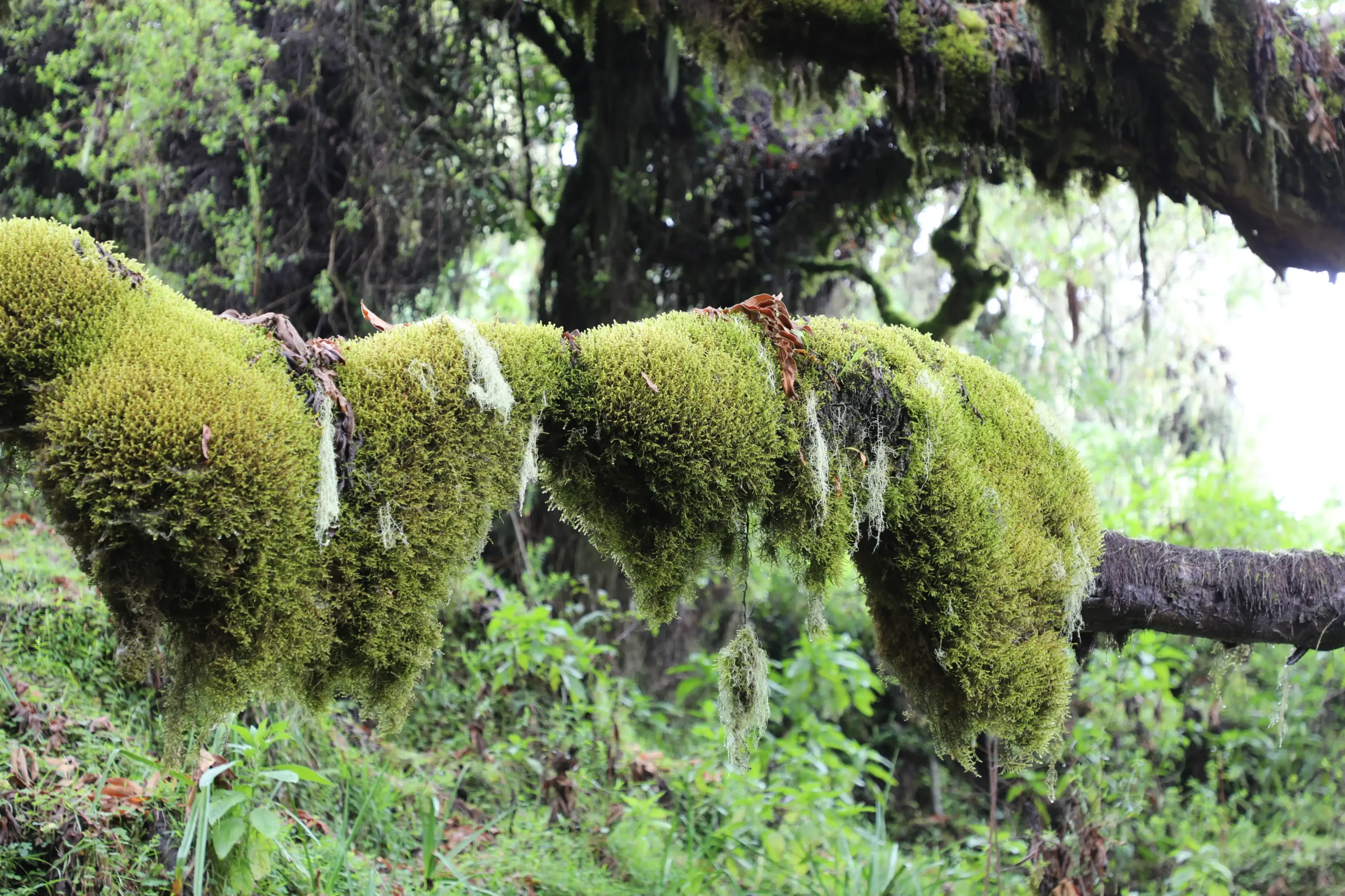 Steep forested ridge trail on the Umbwe Route, Mount Kilimanjaro.