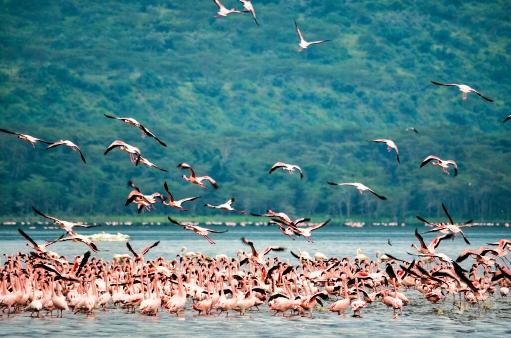 Enjoy a 2-day budget safari to Tarangire National Park and Lake Manyara with expert guides, exciting game drives, and affordable camping.